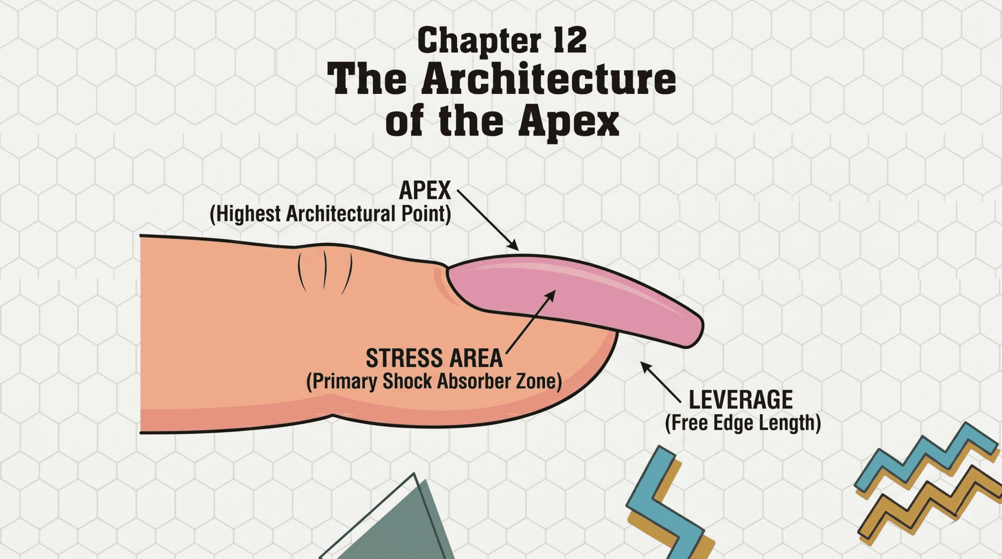 Educational 2D vector diagram of nail enhancement architecture showing a profile view of an acrylic nail with labels for the Apex, Stress Area, and Leverage.