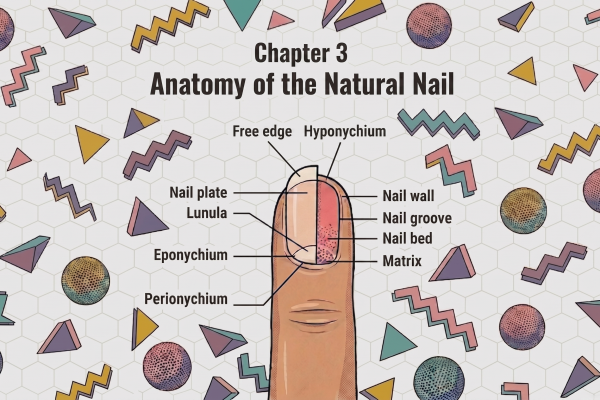 Chapter 3: Anatomy of the Natural Nail